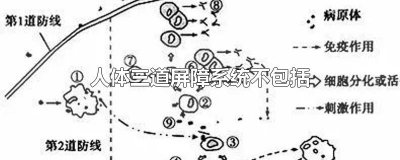 ​人体三道屏障系统不包括