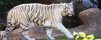 ​虎是猫科动物吗