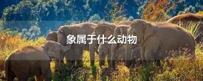 ​象在动物分类中属于什么动物 象在动物分类中属于()动物