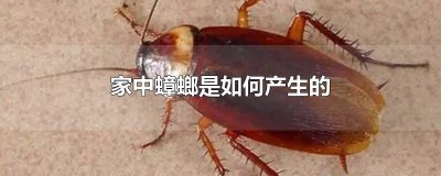 ​家里有蟑螂什么原因 家里产生蟑螂的原因