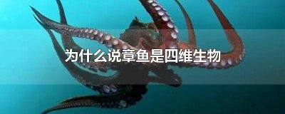 ​为什么说章鱼是四维生物 为什么说章鱼是四维生物之一