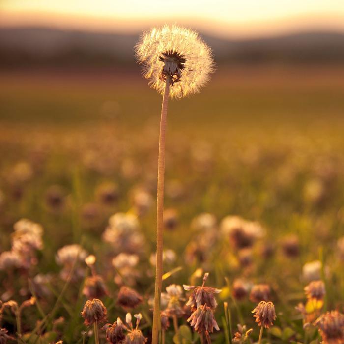 纵然万劫不复 ，纵然相思入骨，我也待你眉眼如初 ，岁月如故。