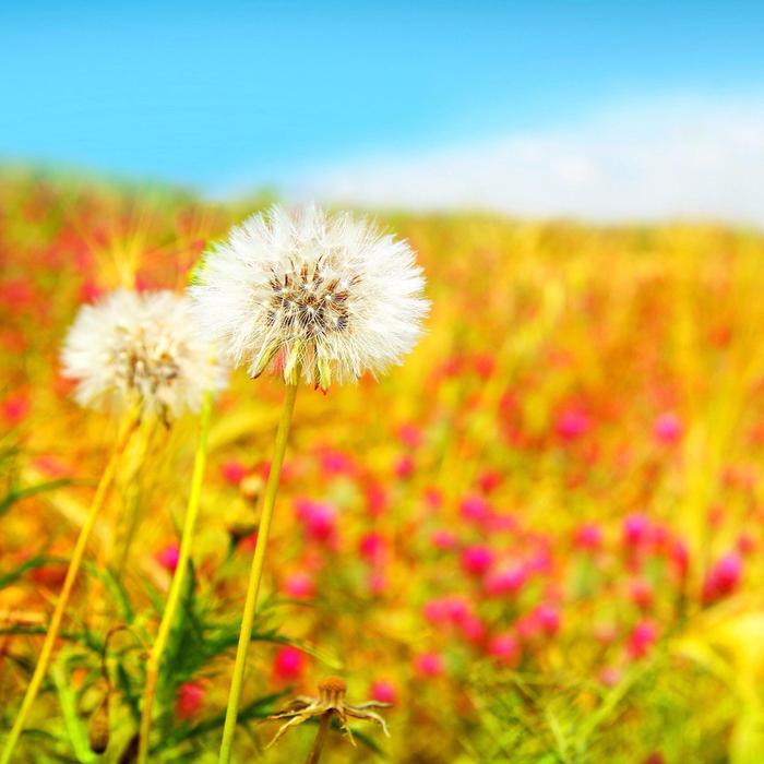 纵然万劫不复 ，纵然相思入骨，我也待你眉眼如初 ，岁月如故。