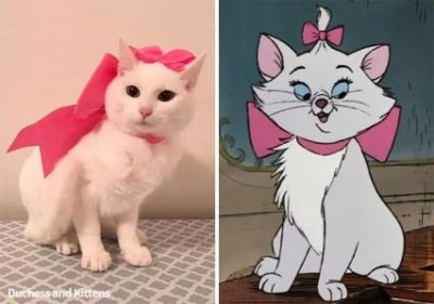 ​为什么猫抖着尾巴向后滋尿？如何解决