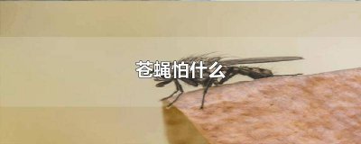 ​怎么样能驱赶苍蝇 用什么能驱赶苍蝇?