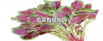 ​苋菜里有没有草酸含量 苋菜里有草酸吗