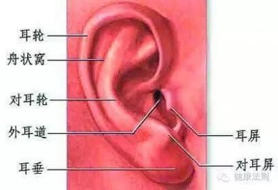 ​见识一下什么叫按摩耳朵治百病！