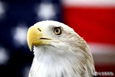​240年后，白头鹰正式成为美国的国鸟