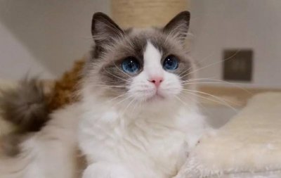 ​世界上美丽又可爱的布偶猫