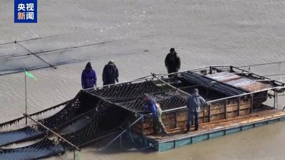 ​美味“海苔”是怎么来的？1分钟带你一探究竟