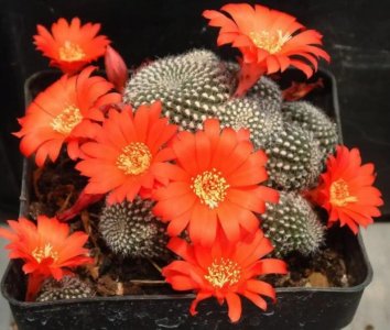 ​子孙球是什么花？想养出“爆崽”状态，这样做错不了