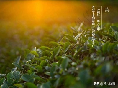 ​什么是茶？茶树和树有什么区别？什么样的树才是茶树？