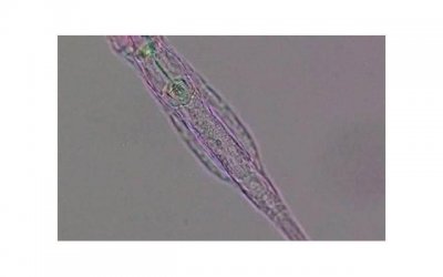 ​愚人节才是情人节 愚人节微信转账信息