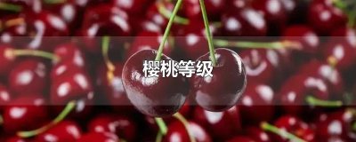 ​樱桃等级