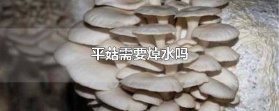​蘑菇吃火锅前需要用水焯一下吗 海鲜菇吃火锅要焯水吗