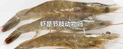 ​虾是节肢动物吗