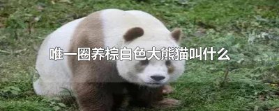 ​唯一圈养棕白色大熊猫叫什么