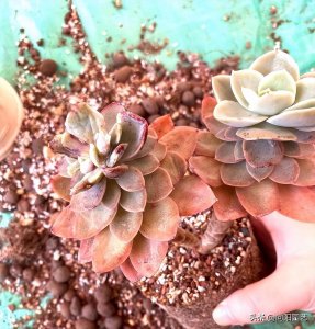 ​多肉可以用沙子种植吗（用沙子配营养土栽种多肉合适吗）