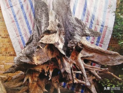 ​阴沉木是什么木头（阴沉木这种木材的用途和价值）