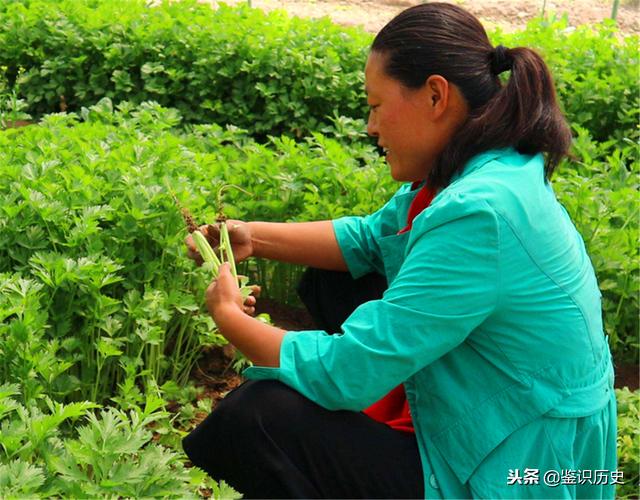 最好吃的不过是饺子下一句（俗语好吃不过饺子）(1)
