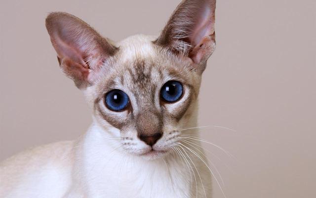 猫咪肾衰竭应注意些什么问题（猫咪急性肾衰竭）(7)