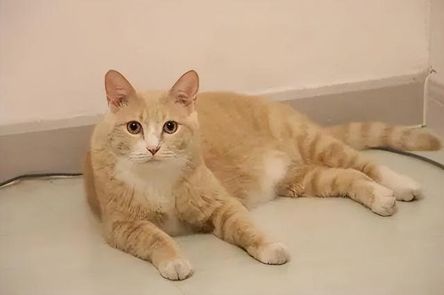 猫咪肾衰竭应注意些什么问题（猫咪急性肾衰竭）(2)