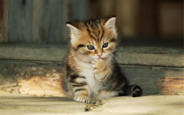 猫咪肾衰竭应注意些什么问题（猫咪急性肾衰竭）(6)