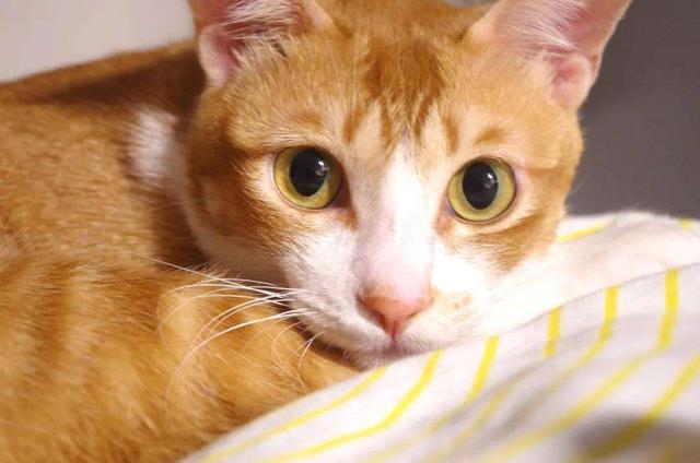 猫咪肾衰竭应注意些什么问题（猫咪急性肾衰竭）(1)