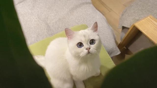 猫咪肾衰竭应注意些什么问题（猫咪急性肾衰竭）(3)