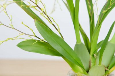 ​文心兰怎么换盆