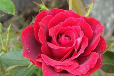 ​美国的国花是什么花（玫瑰花象征什么）