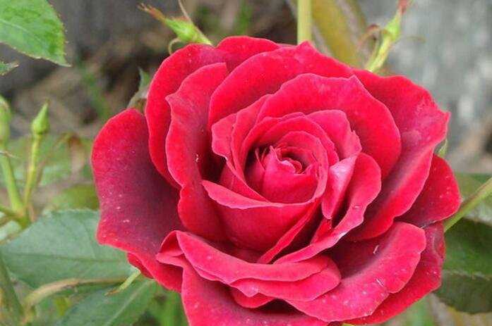 美国的国花是什么花（玫瑰花象征什么）