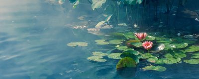 ​荷叶圆圆指的是什么季节