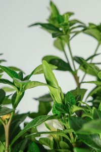 ​家里养栀子花风水好吗