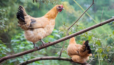 ​落日西归打一动物