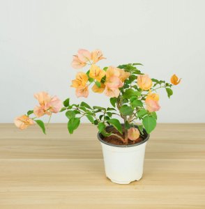 ​三角梅用什么土栽种