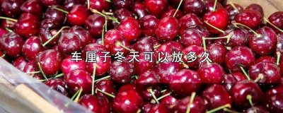 ​车厘子LD是多大