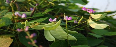 ​小扁豆的食用做法有哪些