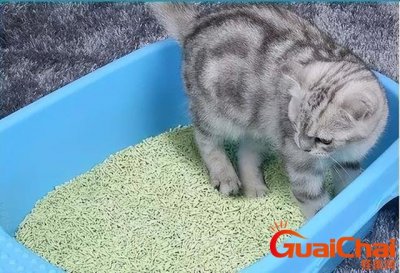 ​猫砂多久换一次新的 猫砂多久换一次合适