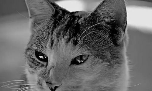 留学生回应因生活费辱骂父亲(留学生回应因生活费辱骂父亲叫什么名字)-第9张图片-