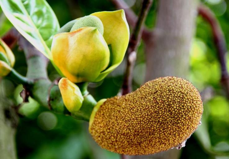 菠萝蜜籽可以吃吗?菠萝蜜籽怎么吃 菠萝蜜籽可以吃吗?菠萝蜜籽怎么吃