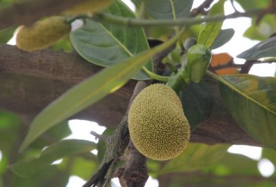 ​菠萝蜜籽可以吃吗?菠萝蜜籽怎么吃