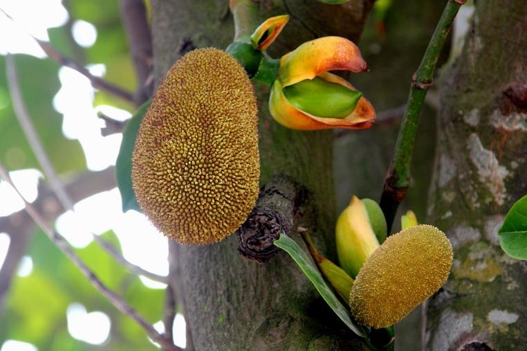 菠萝蜜籽可以吃吗?菠萝蜜籽怎么吃 菠萝蜜籽可以吃吗?菠萝蜜籽怎么吃