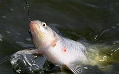 钓翘嘴需要多深的水位 （一文了解钓翘嘴最佳水深）