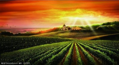 ​河北红酒基地_河北省红酒生产基地