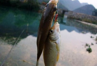 ​怎样制备适合野外鲫鱼的饵料（分析野外钓鲫鱼需要的饵料配方）