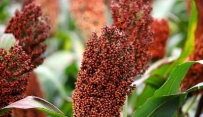 ​酒的价格由 酒的价格由谁决定