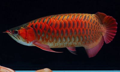 ​银龙鱼的饲养方法  饲养银龙鱼应注意什么