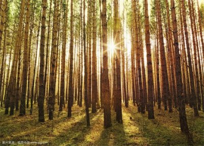 经常听营业员说松木没有复合板好， 松木是最差的实木吗