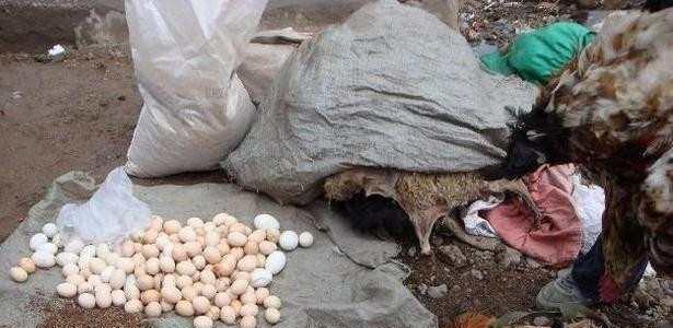 农村野味, 在城里相当畅销却很少见, 一斤能卖几百块!